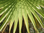 27899 Palm tree leaves.jpg